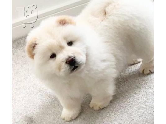 Διαθέσιμα κουτάβια Chow Chow έτοιμα προς πώληση.