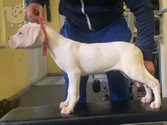Κουτάβια Dogo Argentino