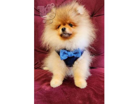 Pomeranian Spitz κουτάβια