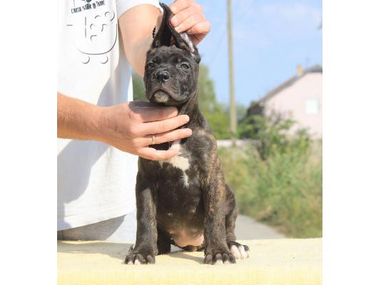 Cane Corso κουτάβια