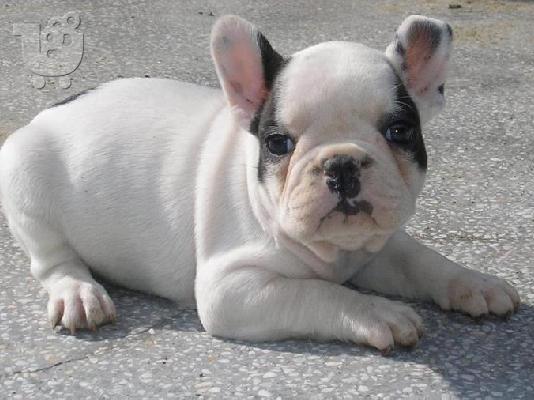 PoulaTo: French Bulldog-Γαλλικό Μπουλντόγκ