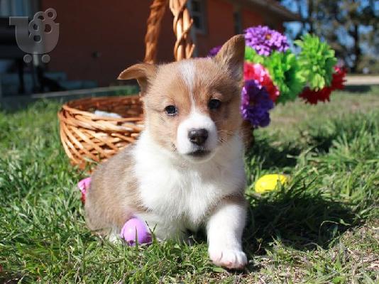 PoulaTo: εγγεγραμμένα κουτάβια Corgi Pembroke