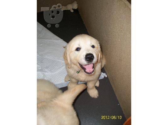 ΠΩΛΟΥΝΤΑΙ GOLDEN RETRIEVER