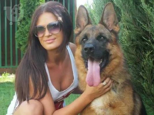 German Shepherd καθαροαιμα ΚΡΗΤΗ 6979314054