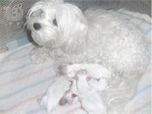 Maltese mini / Μαλτεζ μινι ΚΡΗΤΗ-ΑΘΗΝΑ-ΘΕΣΣ/ΝΙΚΗ 6979314054