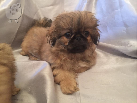 PoulaTo: Pekingese