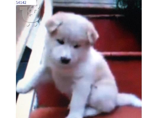 σκυλιά AKITA Ακίτα (Akita) σκύλος, πιστός σύντροφος — Καλλιθέα ...