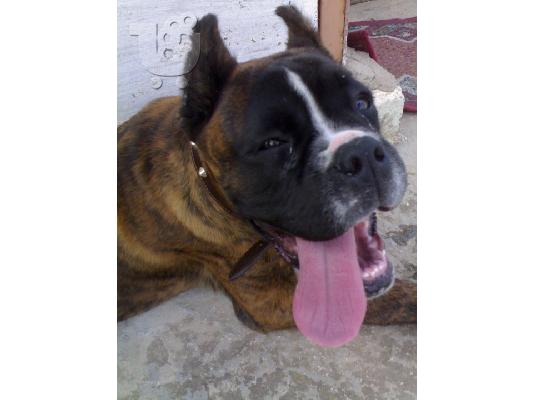 boxer Μπόξερ