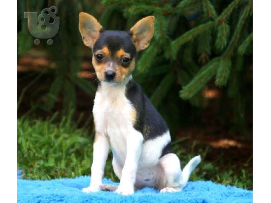 Yorkshire Terrier, Κορυδαλλός (€ 180.00 )