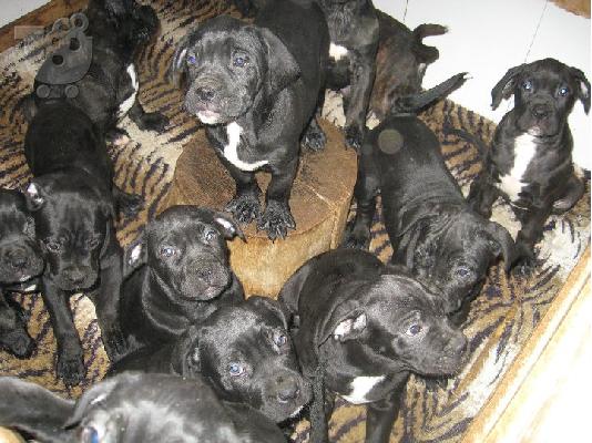 CANE CORSO