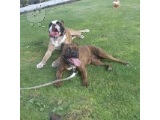 PoulaTo: boxer koytavia