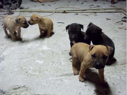 AMERICAN PIT BULL