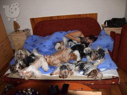Χαριτωμένο καθαρόαιμο κουτάβι biewer yorkshire terrier