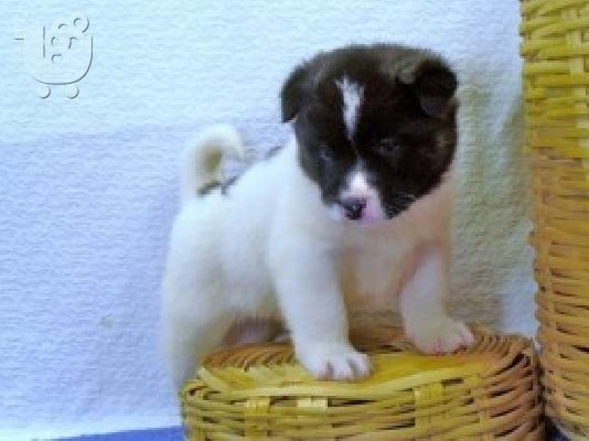 PoulaTo: Akc καταχωρημένα κουτάβια Akita προς πώληση ΤΩΡΑ