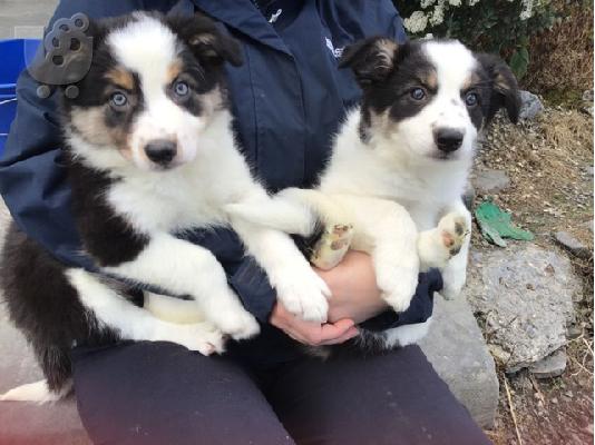 PoulaTo: Κουτάβια Border Collie για υιοθεσία