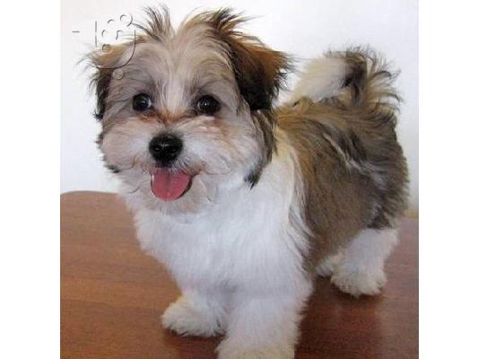 PoulaTo: ♥♥♥ ΔΩΡΕΑΝ κουτάβια Shih Tzu Ποιότητα: ♥♥♥ επικοινωνήστε μαζί μας