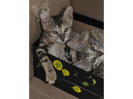 PoulaTo: Exotika vengalis,Ocelot,Savannah,Margay Gatakia.
