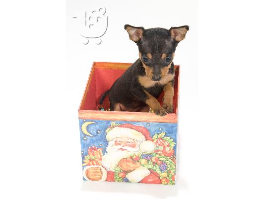 Pinscher Toy (το μικροτερο σκυλι που υπαρχει)