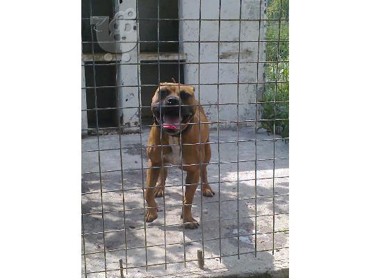 PoulaTo: pitbull amstaff