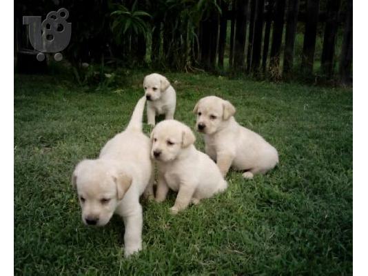 PoulaTo: labrador