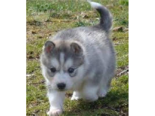 PoulaTo: Εξαιρετικά κουτάβια Husky Siberian