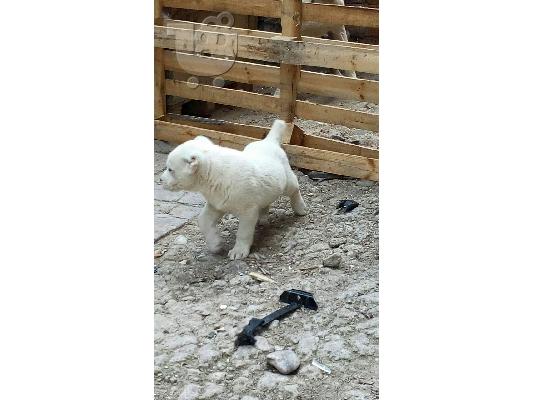 Καθαροαιμα Κεντρικης Ασιας με ολα τα χαρτια Θεσσαλονικη αθηνα κρητη 6979314054...