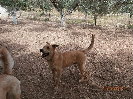 ΦΙΛΙΠΠΟΣ ΠΡΟΣ ΥΙΟΘΕΣΙΑ,ΑΡ ΠΡΩΤ 4247/02