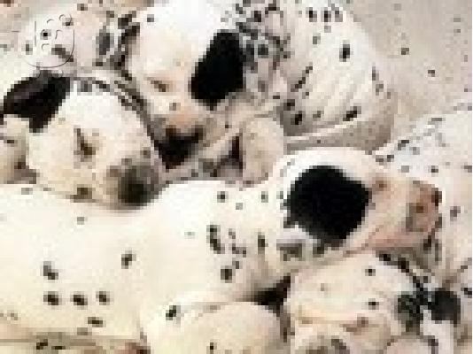 PoulaTo: Δαλματίας 2,5 μήνες