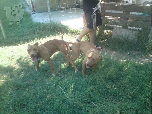 PoulaTo: pitbullakia