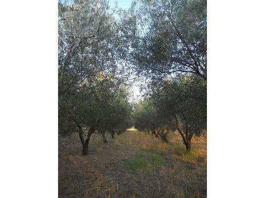 ΕΛΑΙΟΠΕΡΙΒΟΛΟ 3 ΣΤΡΕΜΜΑΤΑ