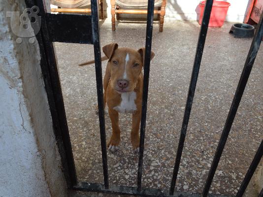 pit bull red nose
