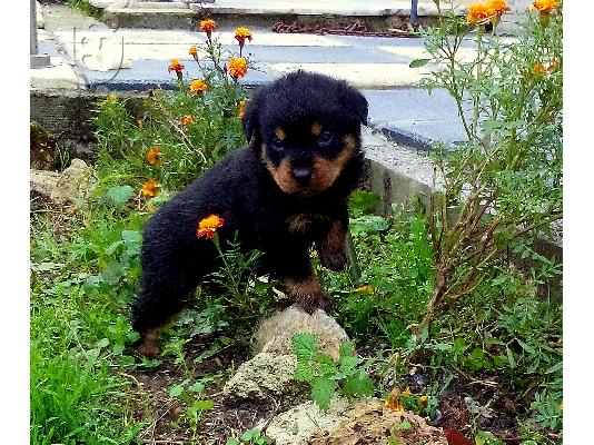 Διαθεσιμα κουταβια rottweiler