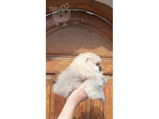 Pomeranian - Πομερανιαν