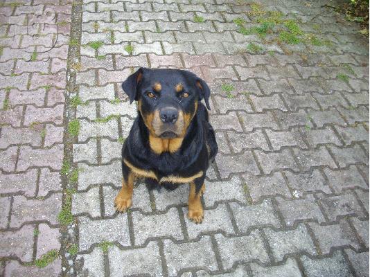 rottweiler-ροτβαιλερ καθαροαιμα κουταβια