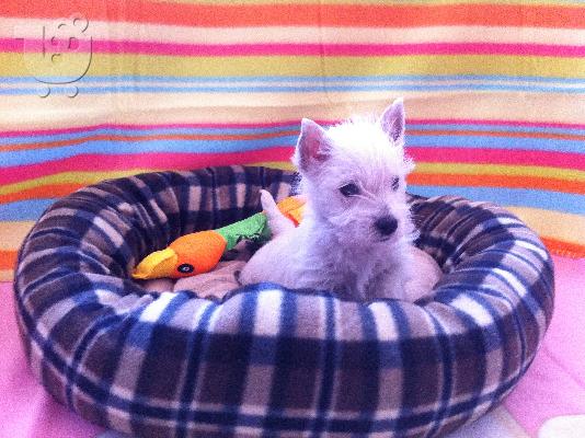 PoulaTo: West Highland Terrier