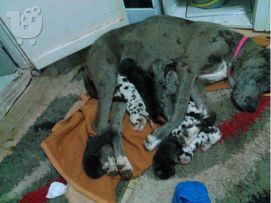 ΠΩΛΟΥΝΤΑΙ KOUTABAKIA ΜΟΛΟΣΣΟΙ ( GREAT DANE )