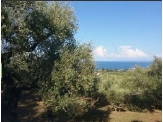PoulaTo: Πωλείται οικόπεδο στην Ζάκυνθο μέσο γερακαρι αλυκές 4 στρέμματα