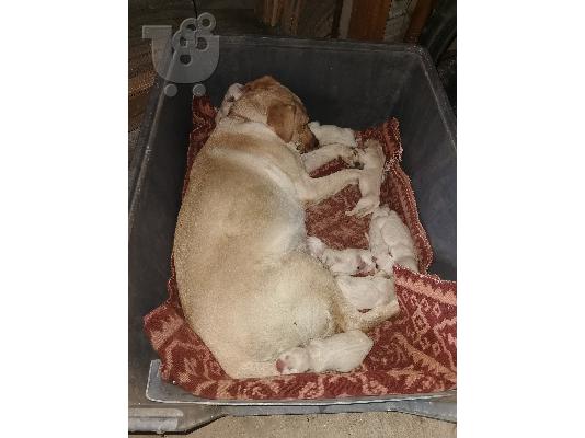 PoulaTo: Aρσενικά κουτάβια labrador retriever