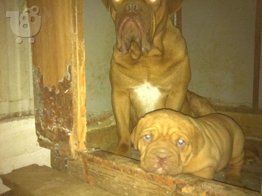 πωλειται θυλικο μαστιφ κουταβι- dogue de bordeaux