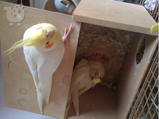 Πωλειται cockatiel lutino