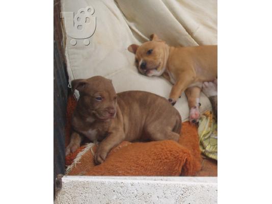 american PITbull REDnose 100%