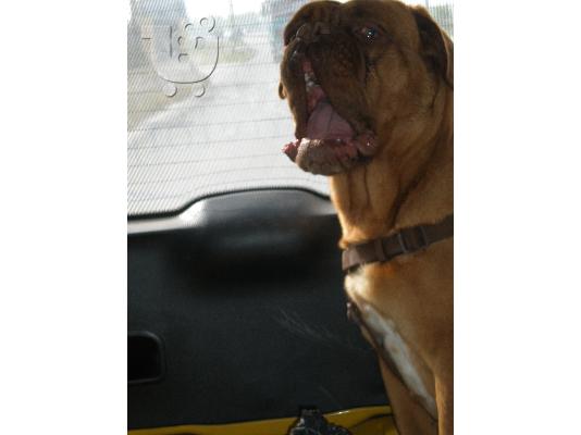 ΠΩΛΟΥΝΤΑΙ ΚΟΥΤΑΒΙΑ DOGUE DE BORDEAUX-ΓΑΛΛΙΚΟ ΜΑΣΤΙΦ
