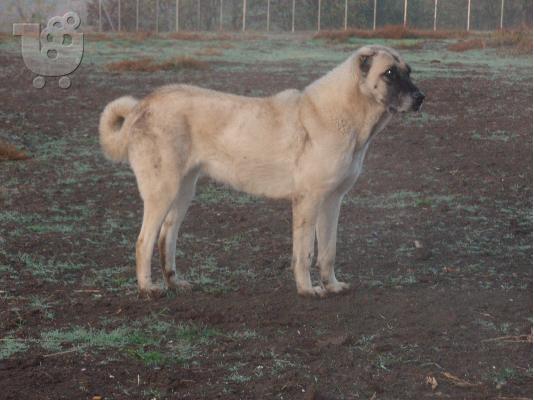 PoulaTo: ANTAΛΛΑΣΩ ΚΟΥΤΑΒΙΑ KANGAL