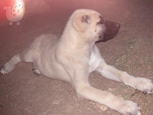 Τουρκικά kangal