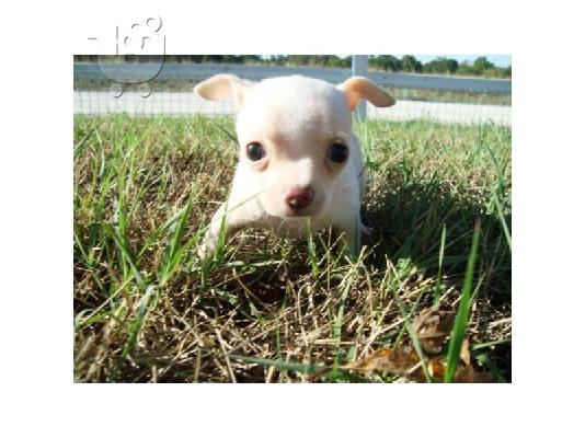 Χαριτωμένος και αξιολάτρευτο κουτάβι chihuahua διαθέσιμα για θέσπιση...