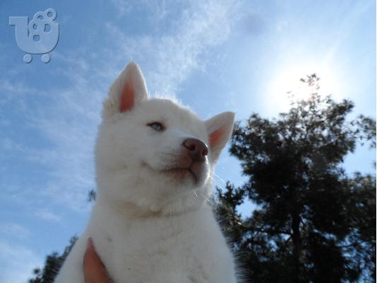 PoulaTo: Seberian Husky     Χασκι Σιβιριανα καθαροαιμα κουταβια