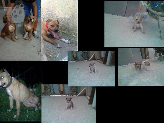 PoulaTo: ΠΩΛΟΥΝΤΑΙ PITBULL