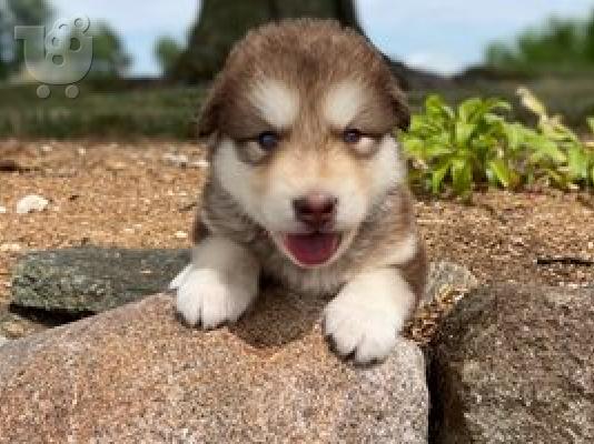 Alaskan Malamute