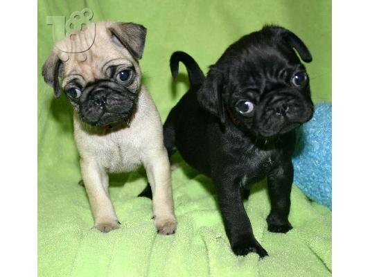 PoulaTo: Παγκ μοπς PUG Mops 0.2
