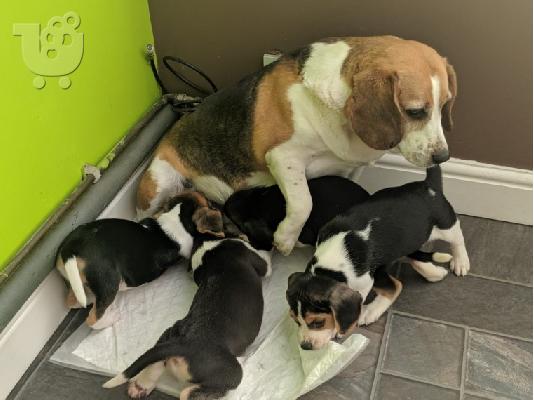 BEAGLE Κουτάβια διαθέσιμα